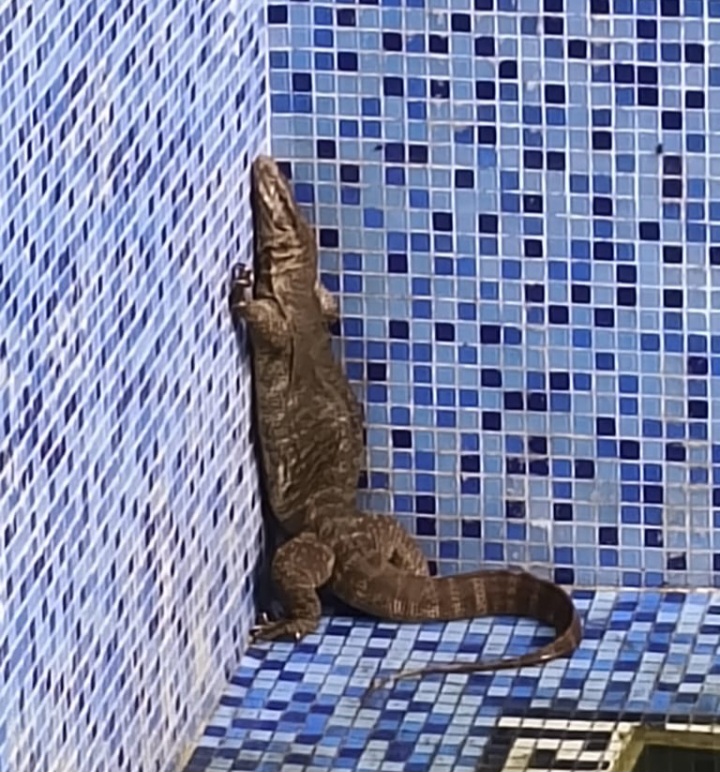 रतलाम: करमदी रोड स्थित कॉलोनी के स्विमिंग पुल में मिला गोयरा…पकड़ने के लिए वन विभाग की टीम का इंतजार