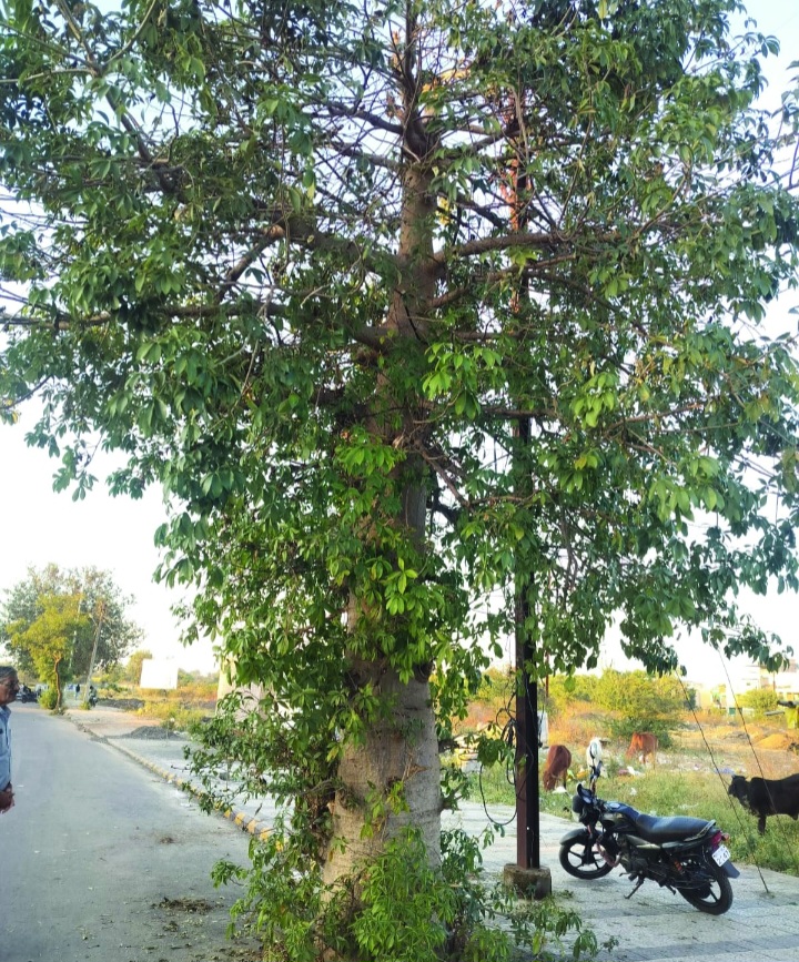 रतलाम: शहर में एक और विलक्षण कल्पवृक्ष का पता चला — विशेषज्ञ बोले: तत्काल संरक्षण की जरूरत