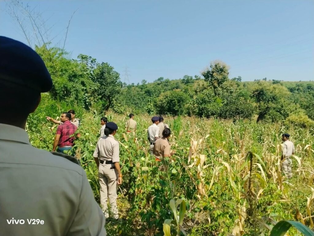 रतलाम में कपास-मक्का की फसल के बीच उगा रखा था गांजा, पुलिस ने 127 पौधे किए जब्त,दो आरोपी गिरफ्तार
